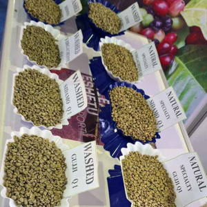Green Coffee Beans